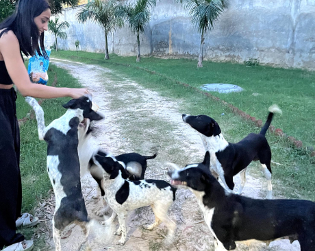 Animal welfare rescue