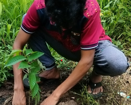 Tree planting